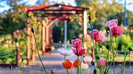 Cowra Rose Garden